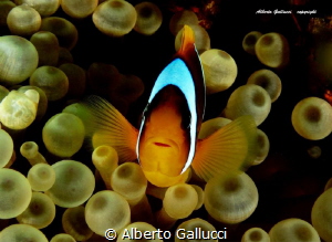 Clownfish by Alberto Gallucci 